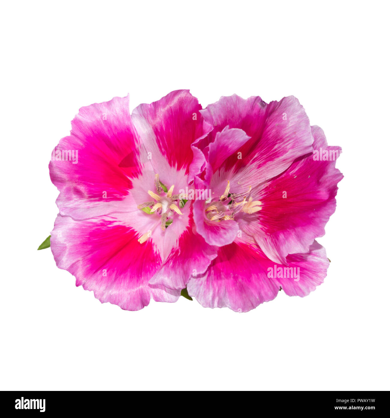 Godetia fleur isolée. Une succursale de belle rose et violet fleurs de printemps Banque D'Images