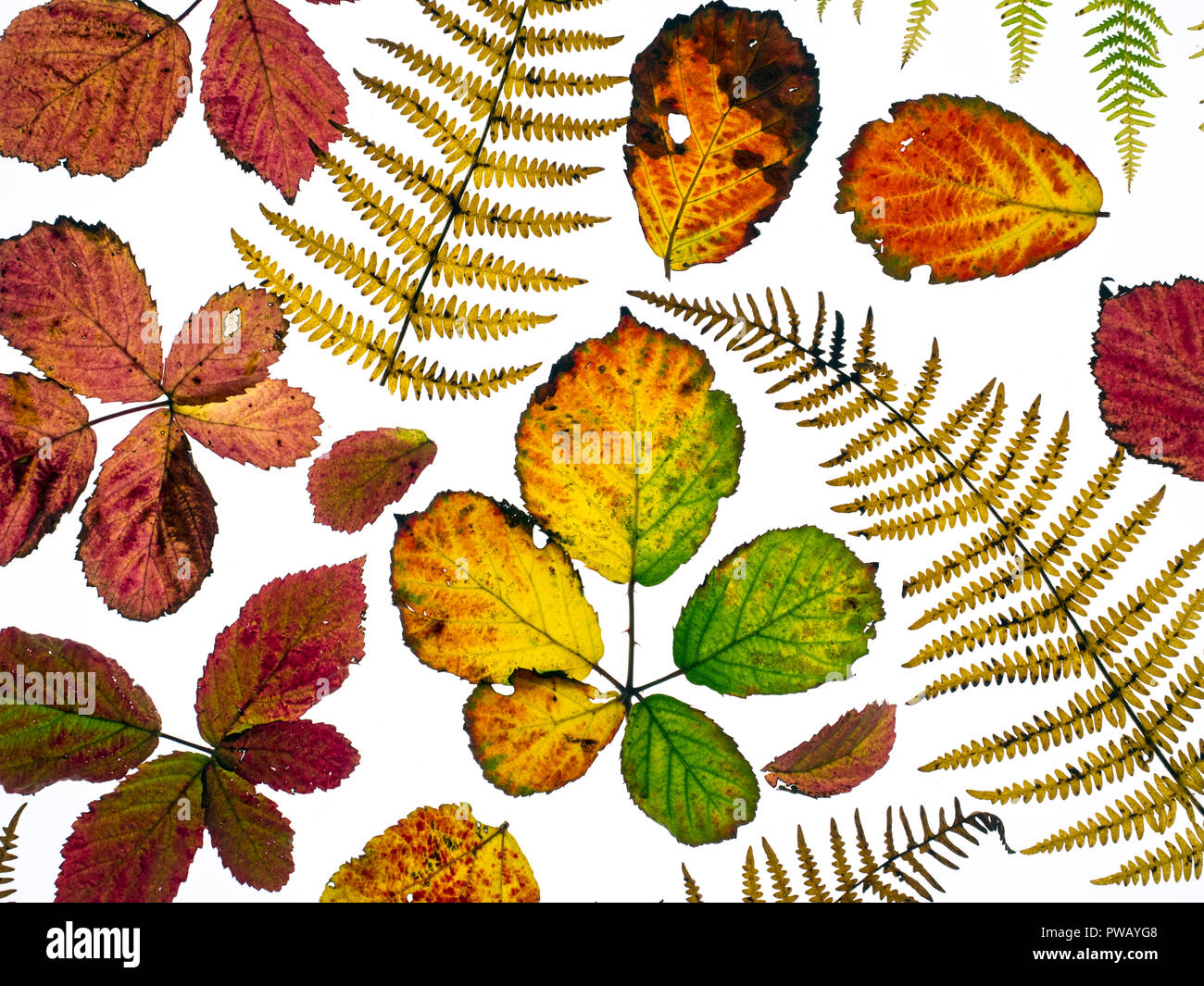 Les feuilles de ronce Rubus fruticosus et frondes de fougère à changement de couleur en automne Banque D'Images