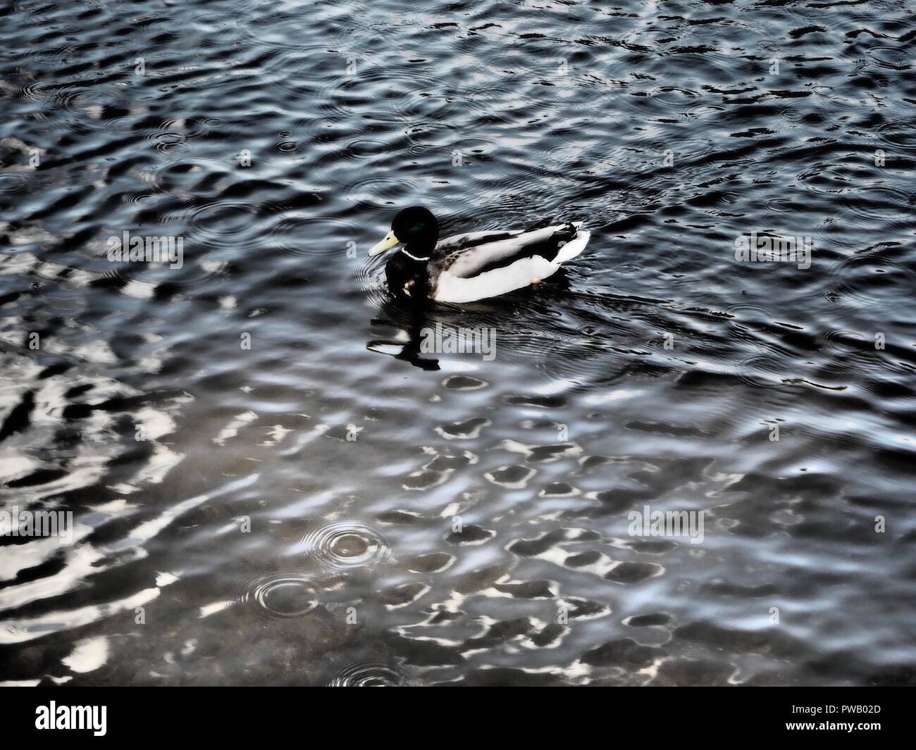 Le noir et blanc d'un canard sur un étang de natation Banque D'Images