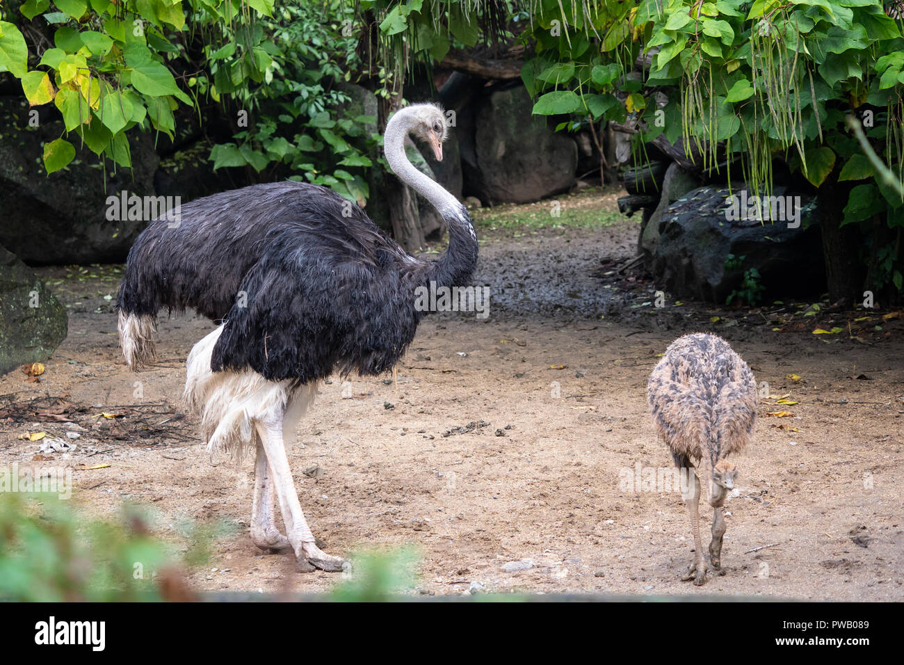 Autruche autruche d'Afrique ou du conjoint (Struthio camelus). Autruche femelle avec poussin. Banque D'Images