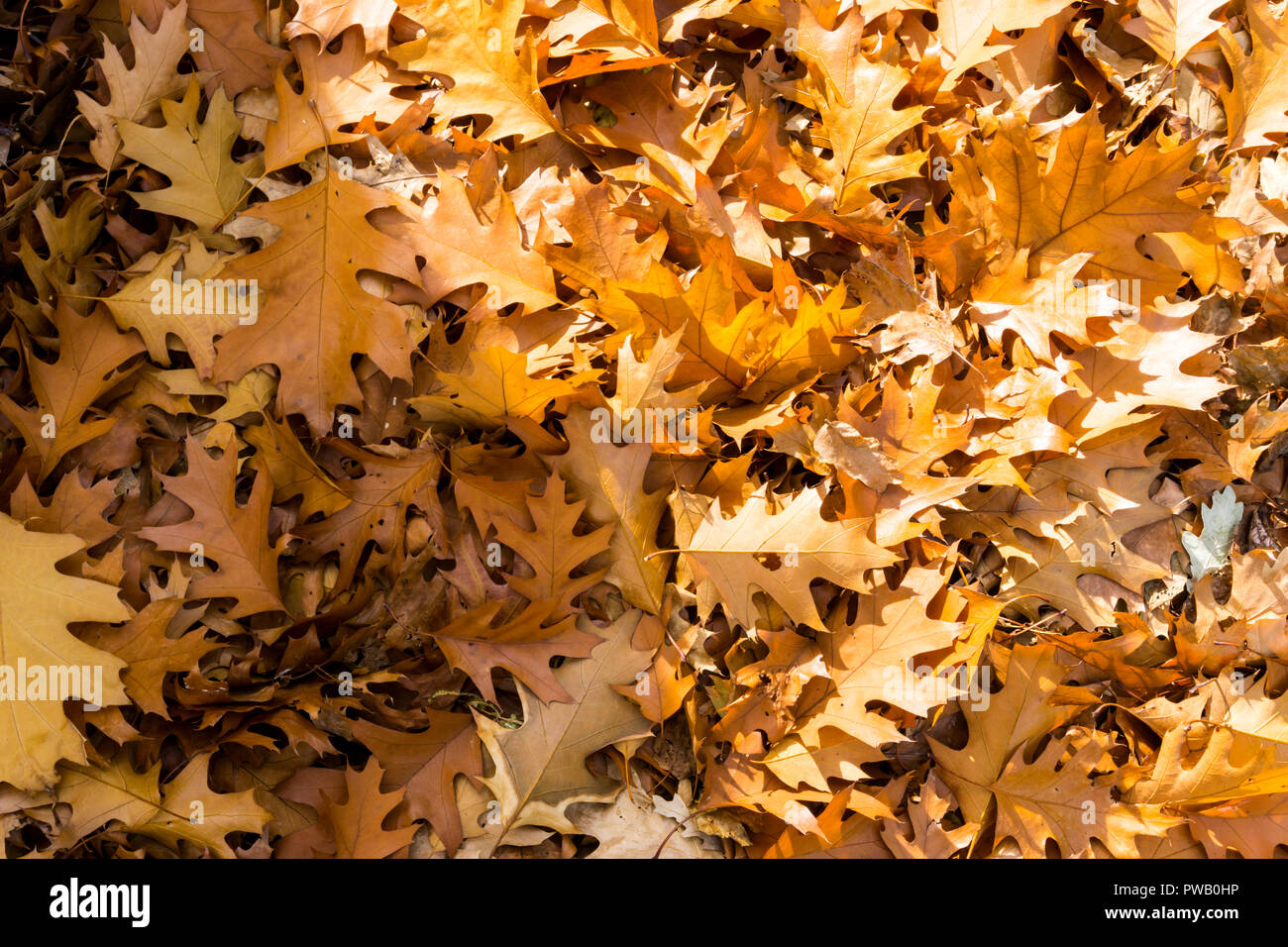 Pile de feuilles de chêne séchées à l'automne, Quercus robur. Banque D'Images