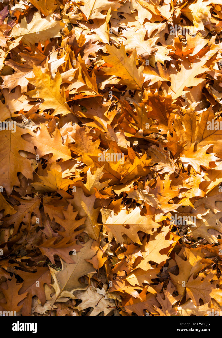 Pile de feuilles de chêne séchées à l'automne, Quercus robur. Banque D'Images