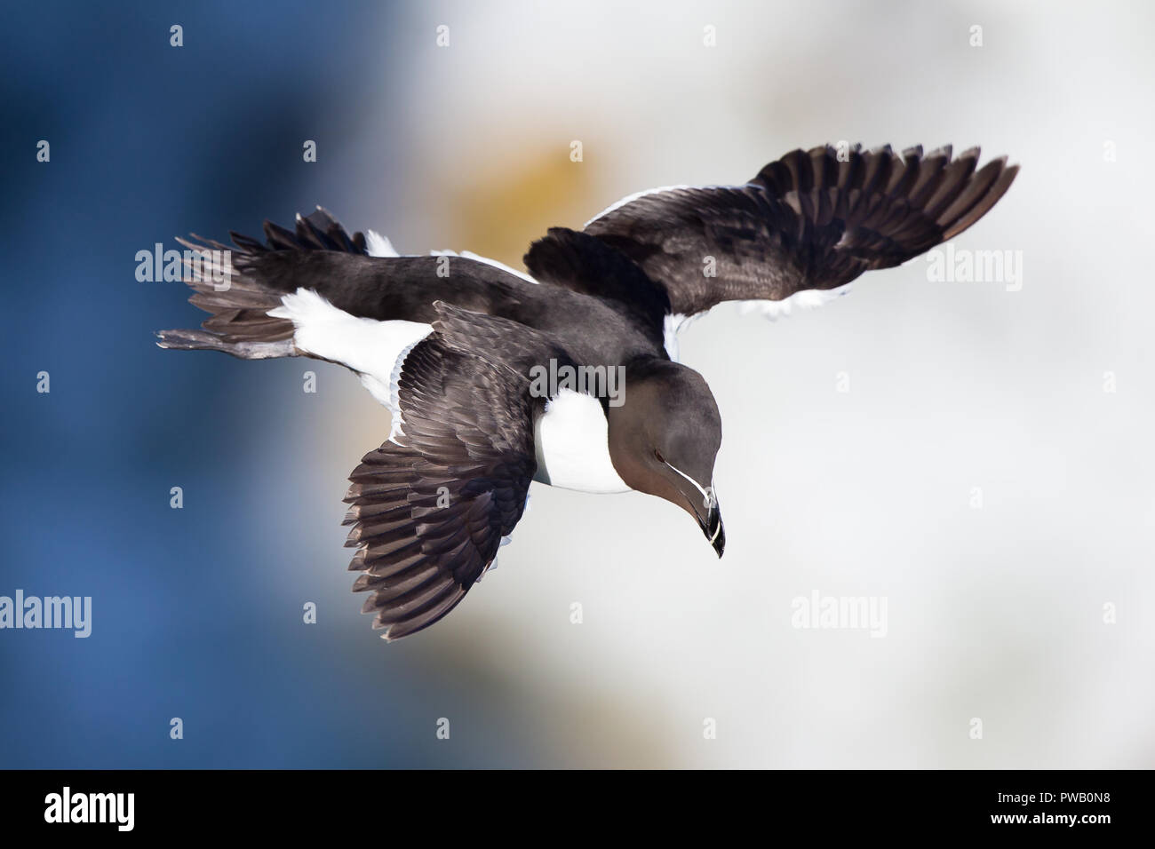 Gros plan détaillé à angle élevé de l'oiseau de mer volant du Royaume-Uni (Alca torda) isolé en vol à mi-air, les ailes se répandent, regardant vers le bas, sous le soleil d'été. Banque D'Images