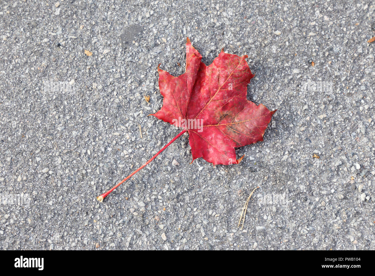 Une feuille d'érable tombé dans couleurs d'automne. Banque D'Images
