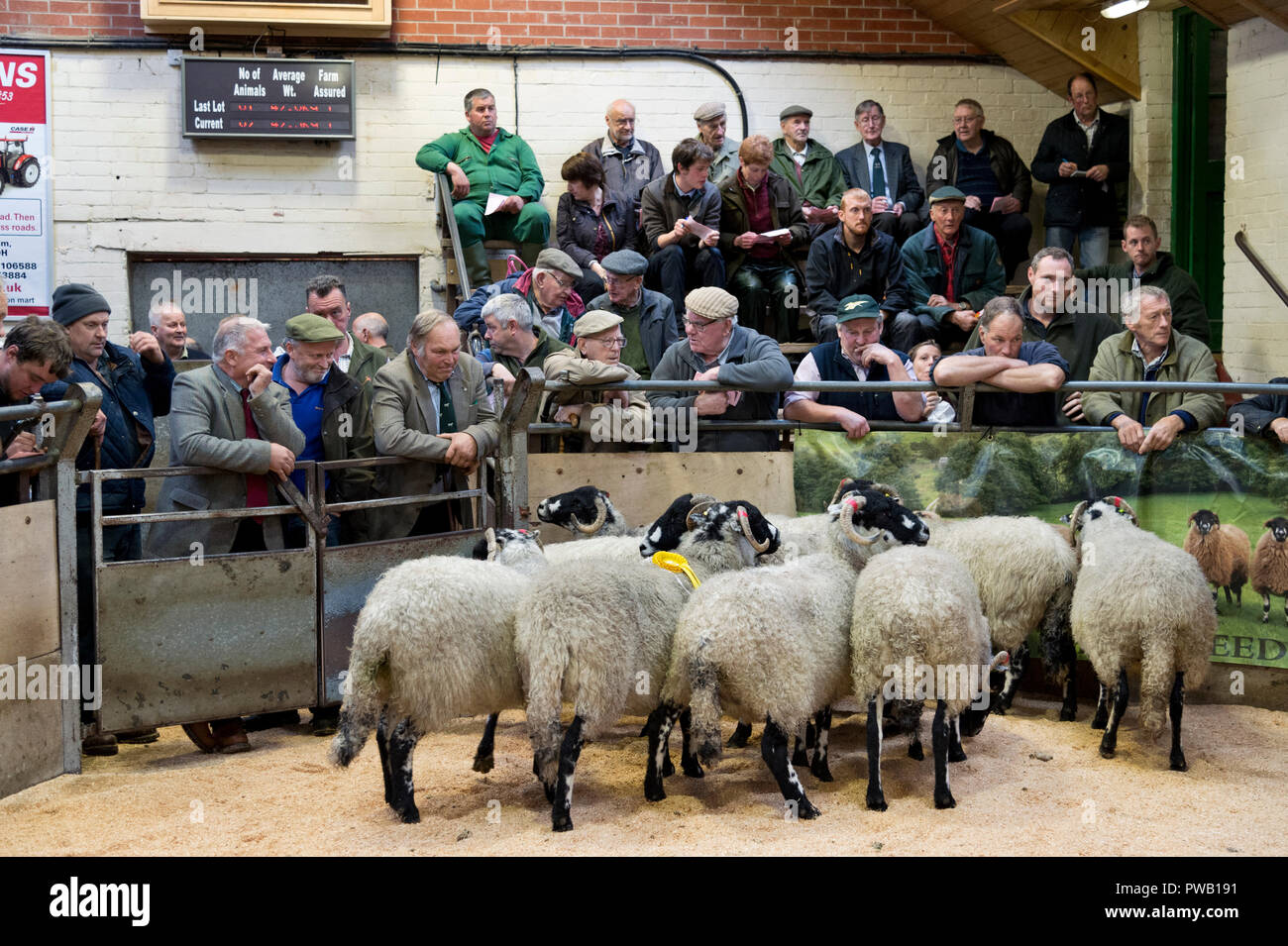 Exposition et vente annuelle de Dalesbred Projet de brebis, Gimmer mouton retourné et Gimmer agneaux, Bentham Auction Mart, Yorkshire du Nord Banque D'Images