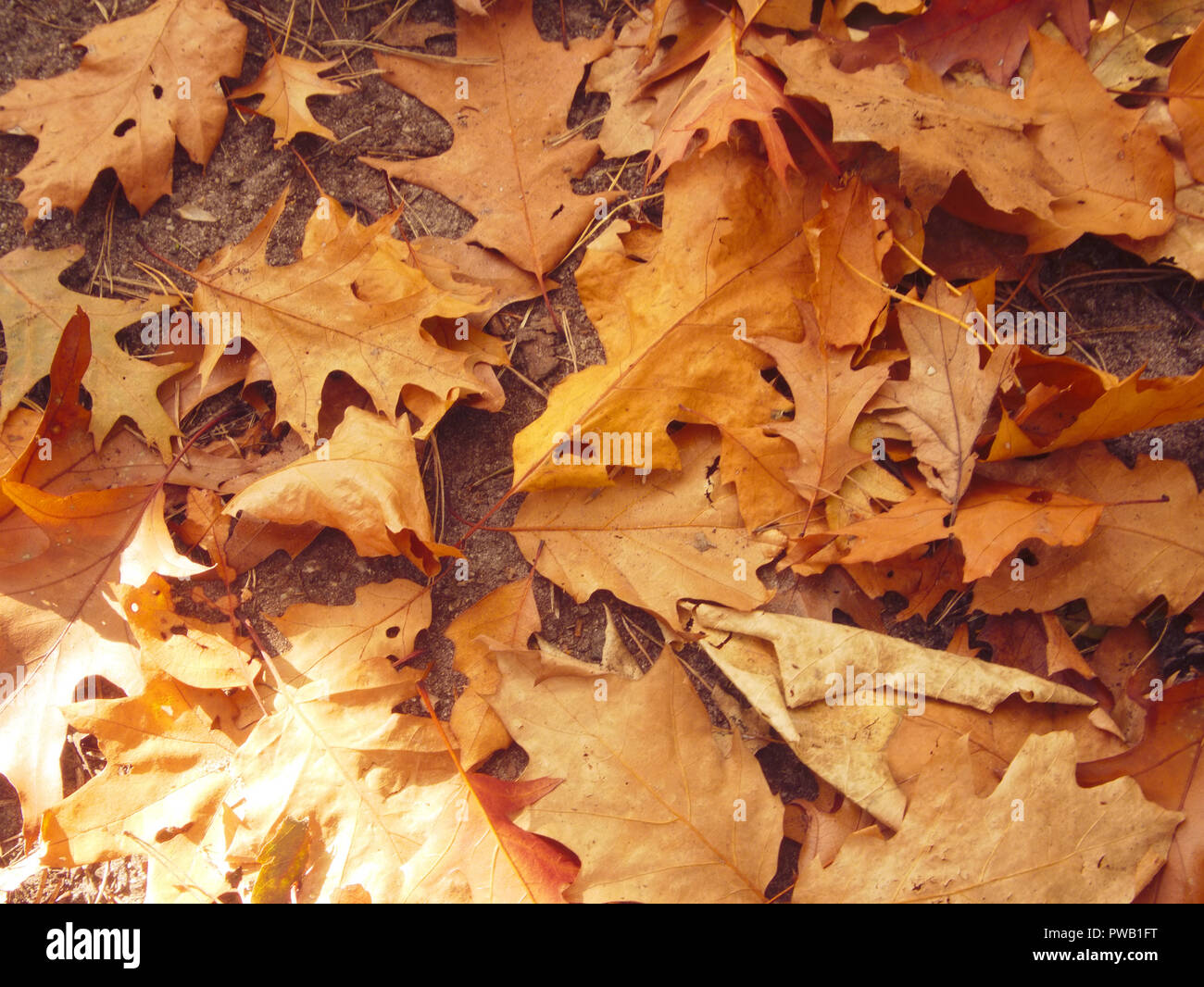 Les feuilles tombées dans la forêt. Banque D'Images