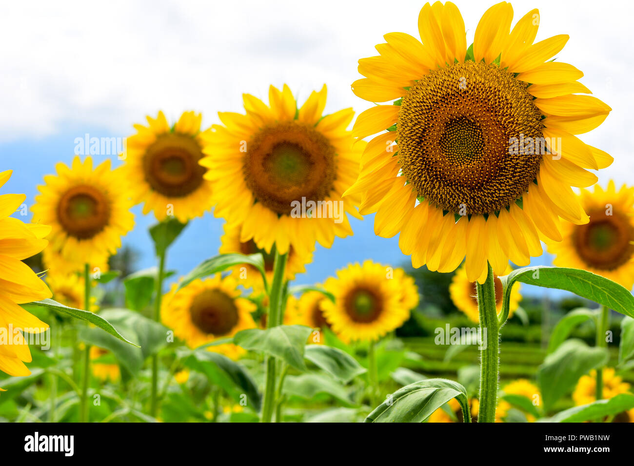 Helianthus annuus, Tournesol noir boules de graines pour le printemps Banque D'Images