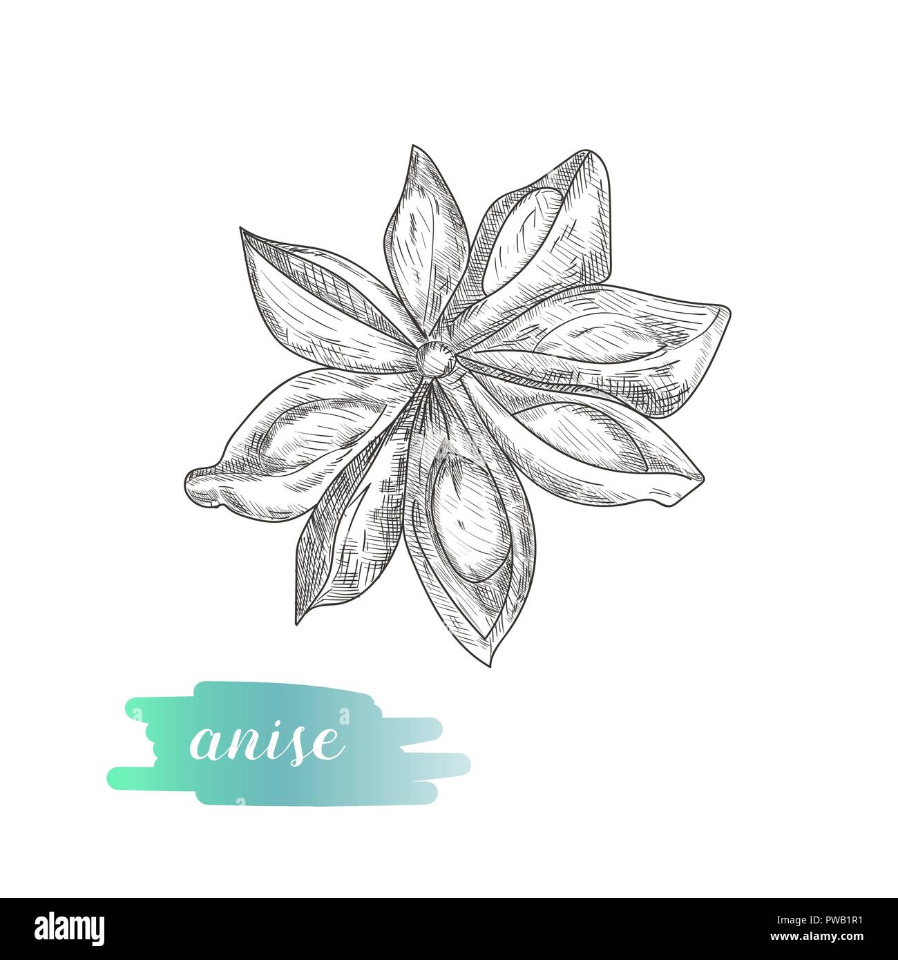 Étoile d'anis part croquis isolé sur fond blanc. Étoile d'anis vector illustration d'épices. Illustration de Vecteur