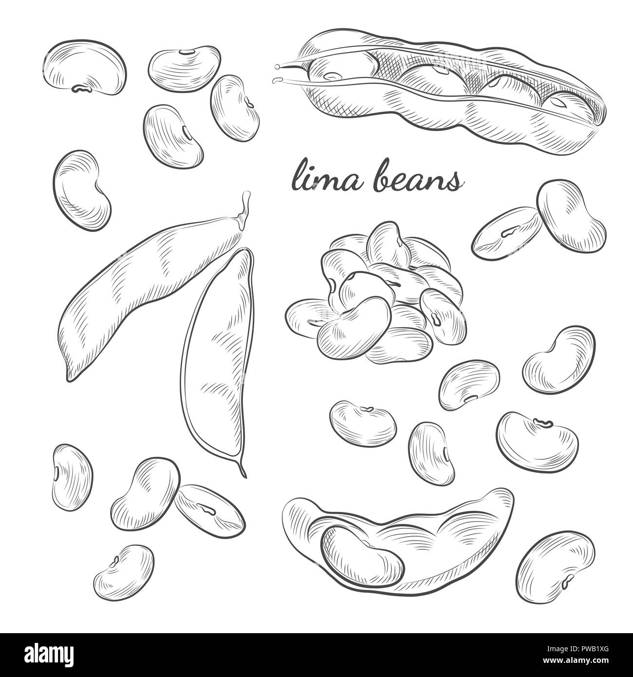 Les haricots de Lima illustration dessiné à la main. Les gousses de pois et de sketches isolé sur fond blanc. Illustration de Vecteur