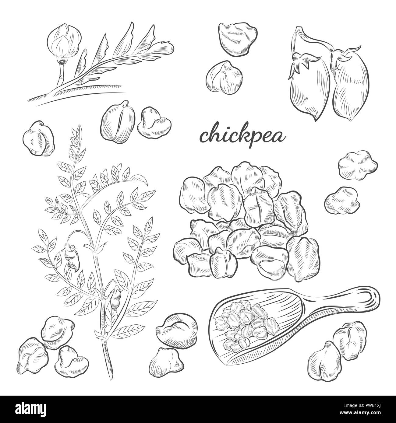 Plante de pois chiches illustration dessiné à la main. Les gousses de pois, et la floraison des croquis. Scoop pour les pois chiches isolé sur fond blanc. Illustration de Vecteur