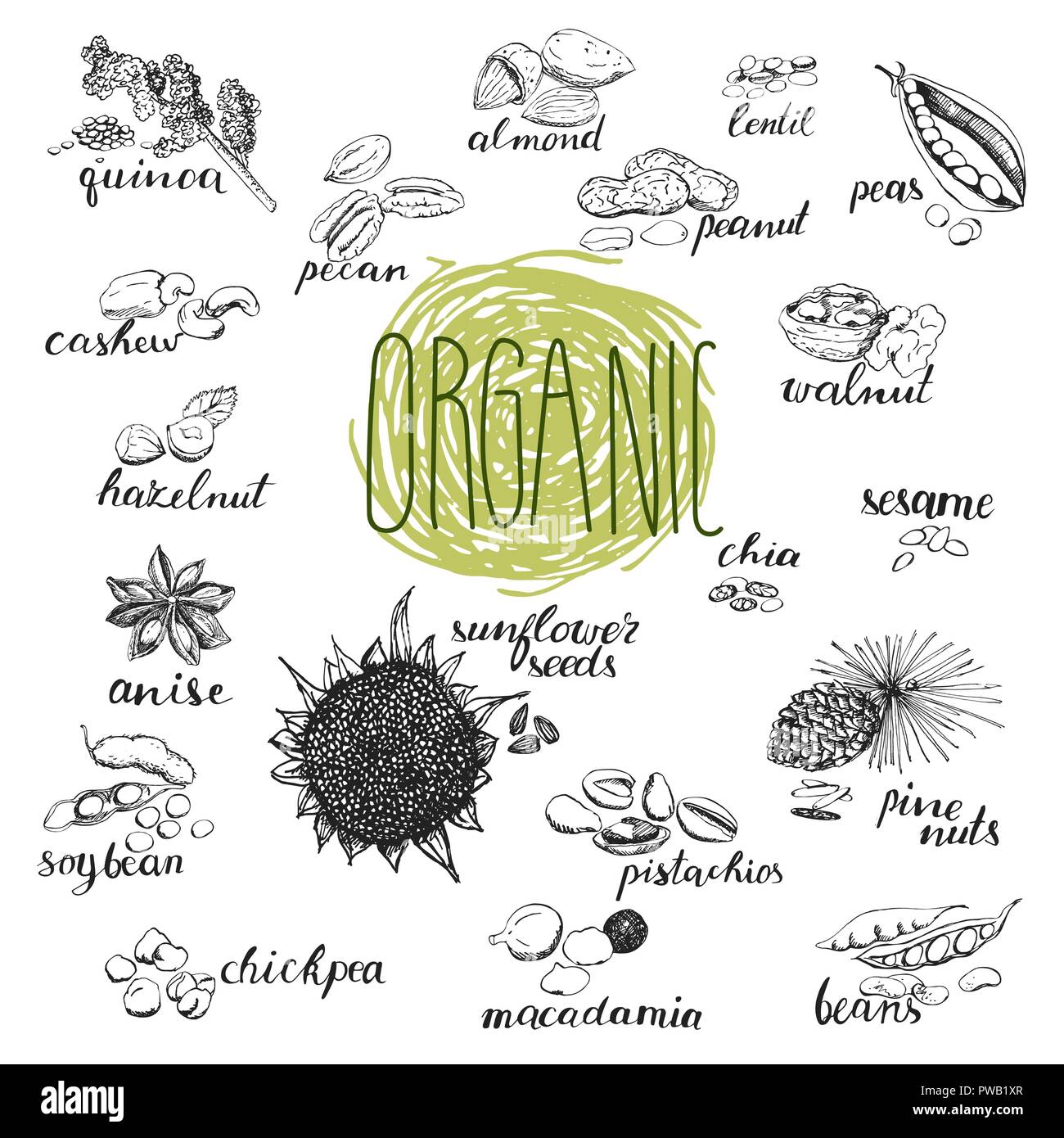 Les graines et les noix. Des croquis dessinés à la main, de plantes biologiques. Croquis botaniques isolé sur fond blanc. Pour les éléments de menu. Illustration de Vecteur