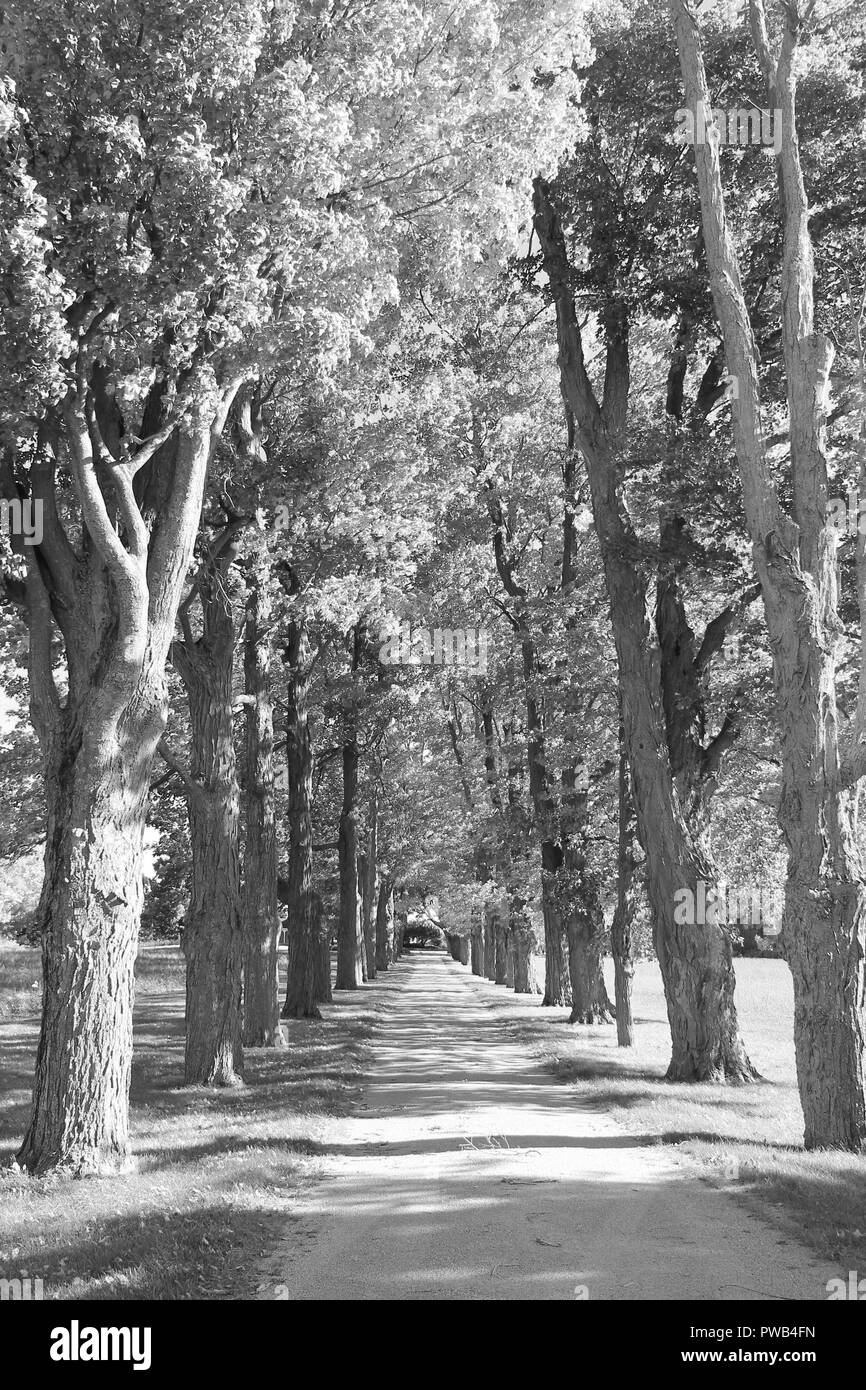 Le noir et blanc rangée d'arbres grands Road/entrée à Burlington (Ontario) Banque D'Images