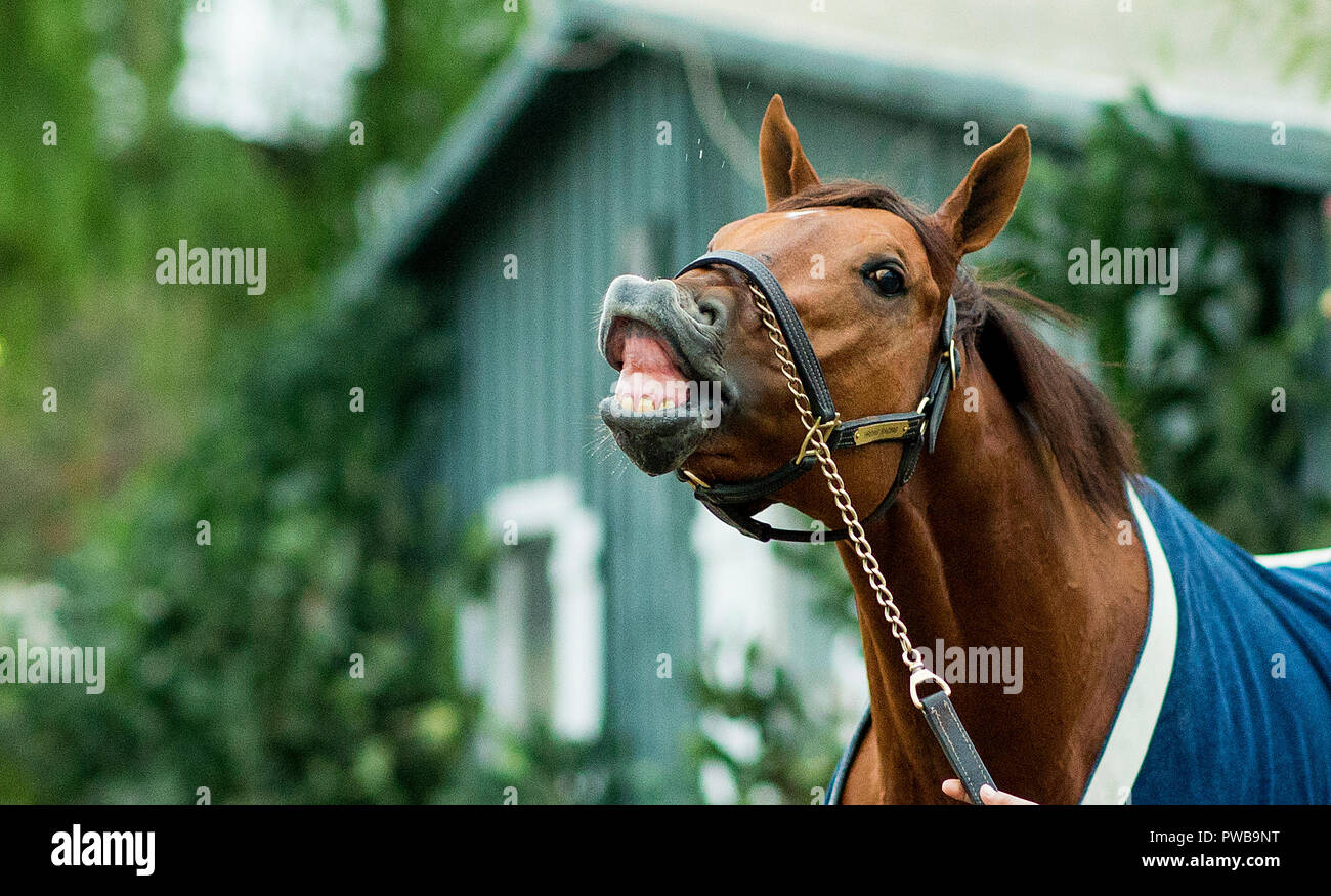 Arcadia, CA, USA. 14Th Oct, 2018. 14 octobre 2018 : Accélérer cools out après avoir suivi un entraînement dans le cadre des préparatifs de la Breeders' Cup, à Santa Anita Park le 14 octobre 2018 à Arcadia, Californie. Evers/ESW/CSM/Alamy Live News Banque D'Images