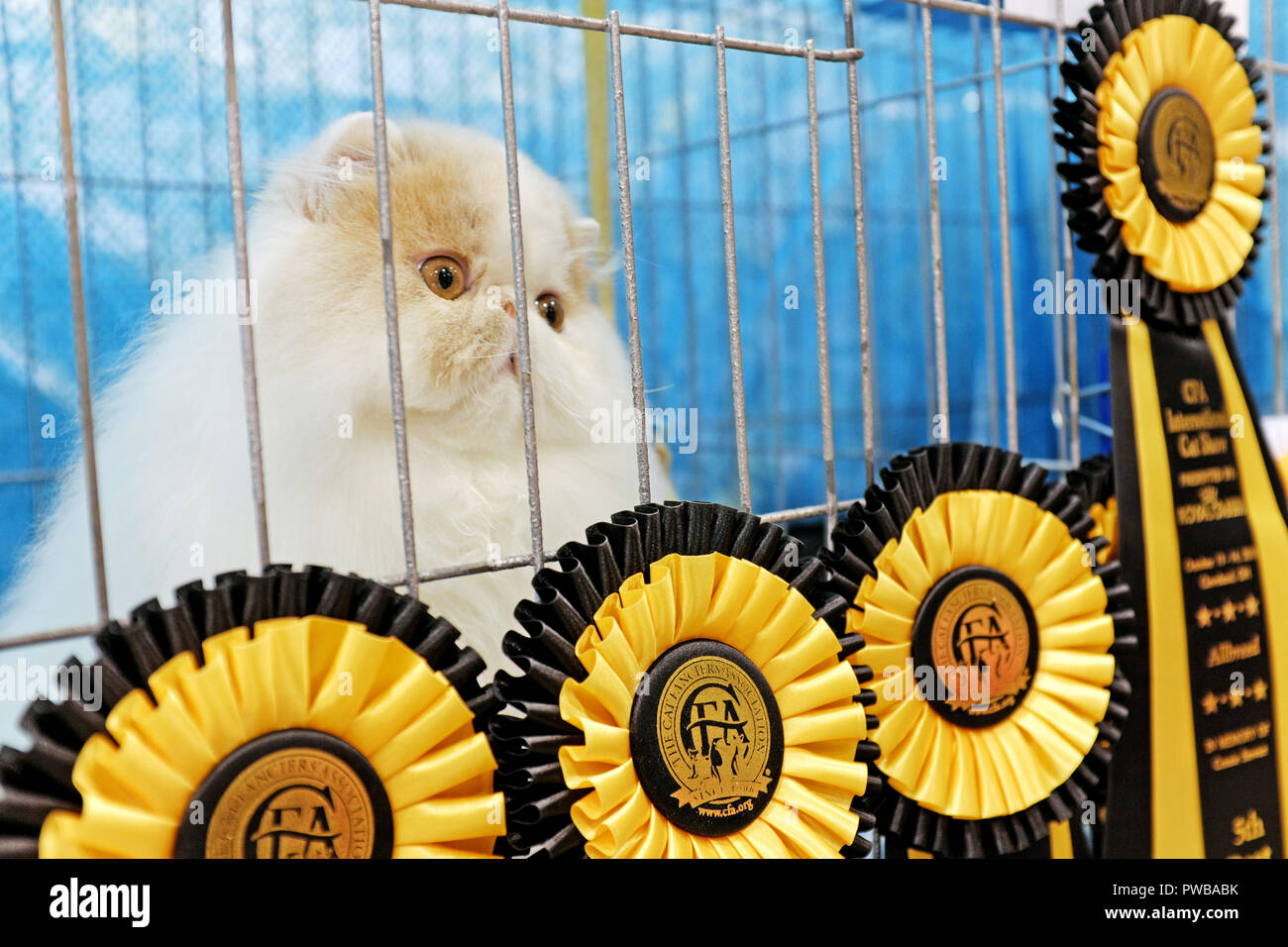 Cleveland, Ohio, USA, le 14 Oct, 2018. Un chat Persan pédigrée montres sa cage souterraine au CFA 2018 International Cat Show où elle est entourée de rubans gagnant show. Le plus grand spectacle de ce type dans le nous, le pédigrée jugé Exposition féline de la IX Center de Cleveland, Ohio comprend environ 1 000 concours parmi les chats de différentes races. Credit : Mark Kanning/Alamy Live News. Banque D'Images