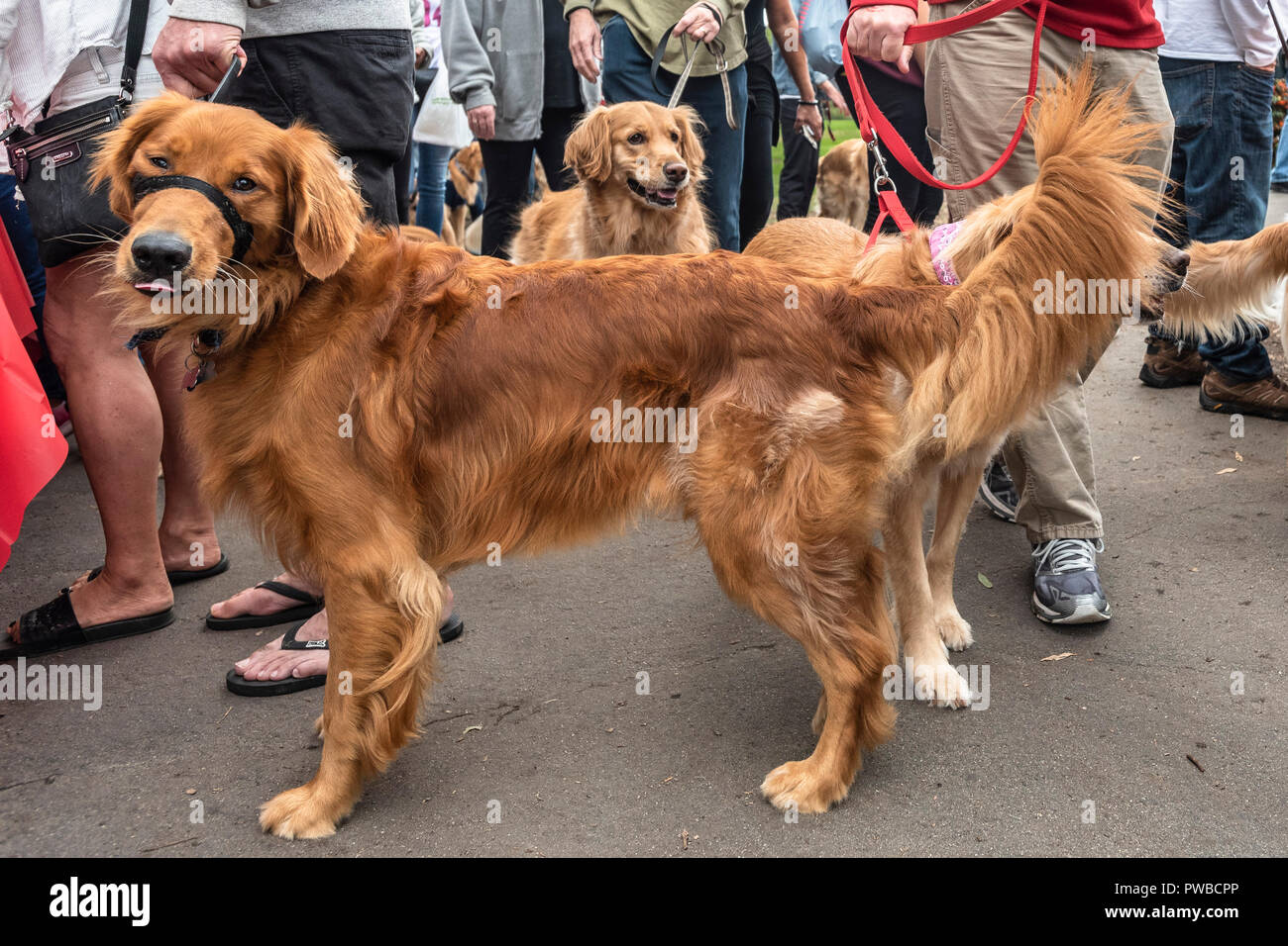 Huntington Beach, USA. 14Th Oct, 2018. Huntington Beach, CA. Des centaines de golden retrievers se rassemblent à l'Huntington Central Park pour le 2e rapport annuel Palooza Goldie, bénéficiant de l'événement de sauvetage dans la région de Los Angeles et à Porto Rico le dimanche, Octobre 14, 2018. Credit : Benjamin Ginsberg/Alamy Live News Banque D'Images