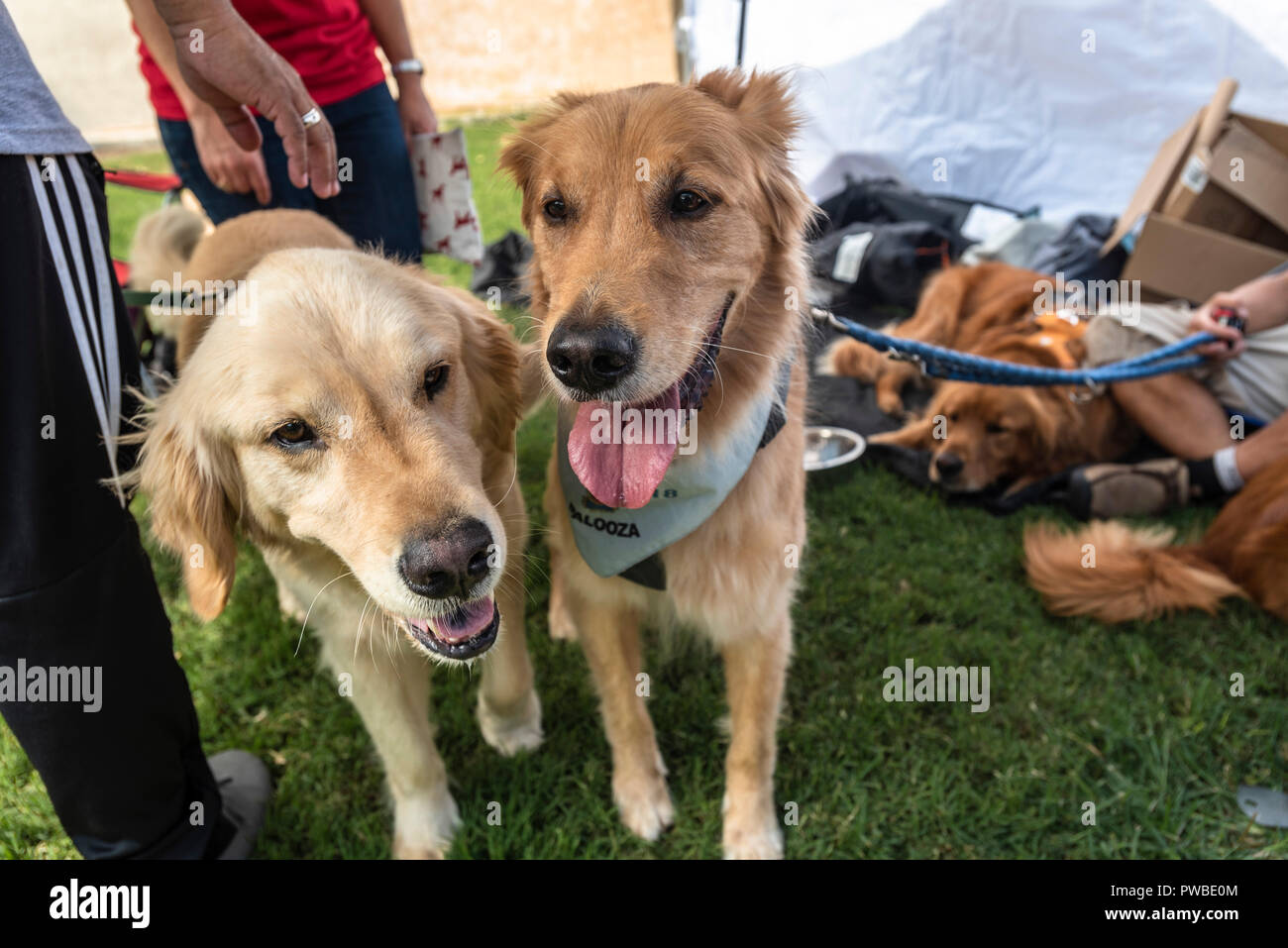 Huntington Beach, USA. 14Th Oct, 2018. Huntington Beach, CA. Des centaines de golden retrievers se rassemblent à l'Huntington Central Park pour le 2e rapport annuel Palooza Goldie, bénéficiant de l'événement de sauvetage dans la région de Los Angeles et à Porto Rico le dimanche, Octobre 14, 2018. Credit : Benjamin Ginsberg/Alamy Live News Banque D'Images