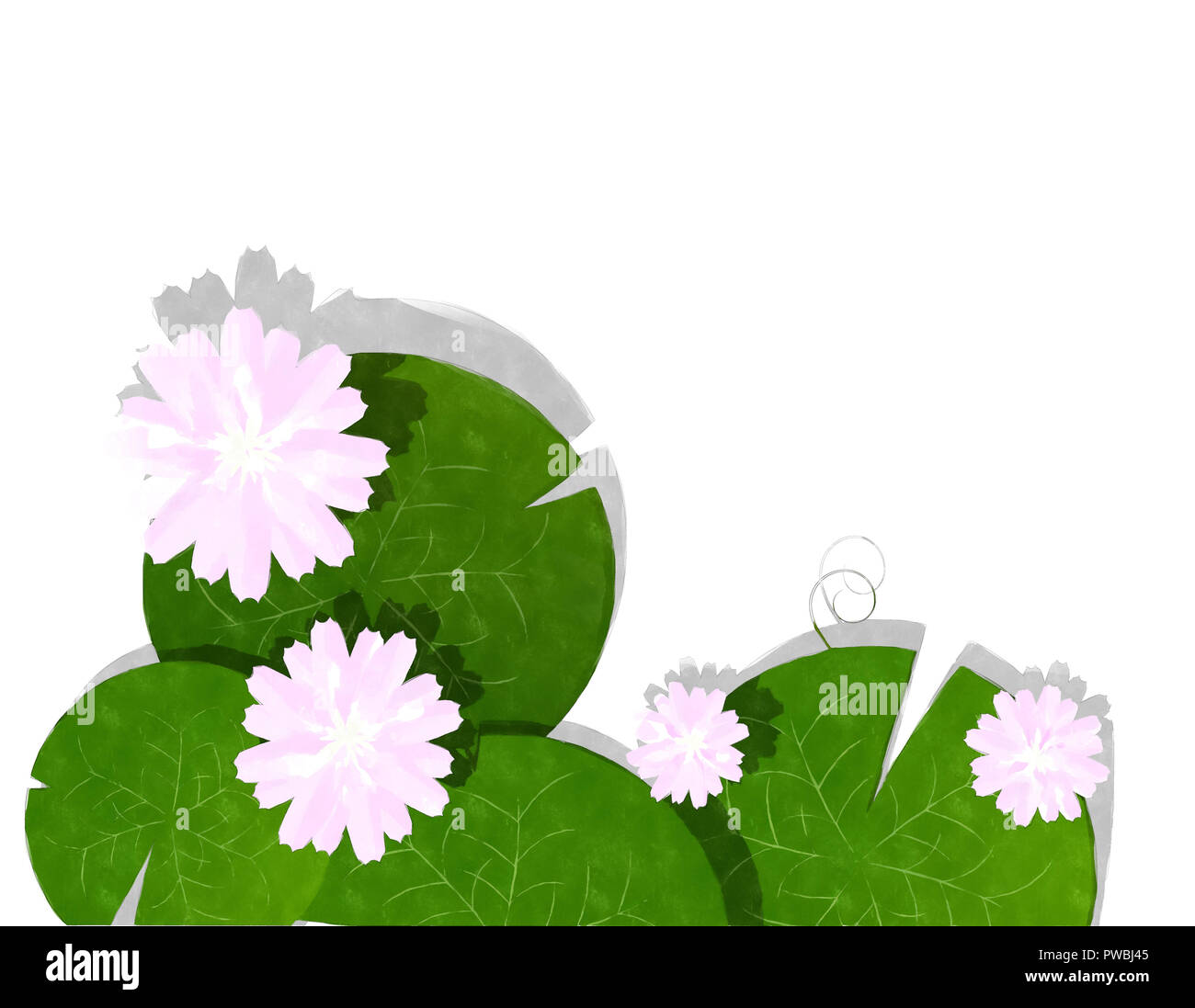 Carte nénuphar aquarelle sur fond blanc Banque D'Images