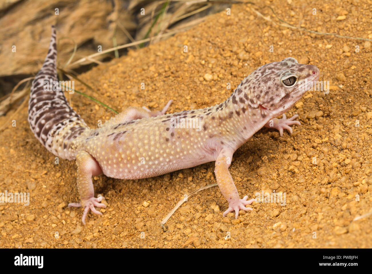 Le gecko léopard (Eublepharis macularius), une espèce de lézard de l'Asie Banque D'Images