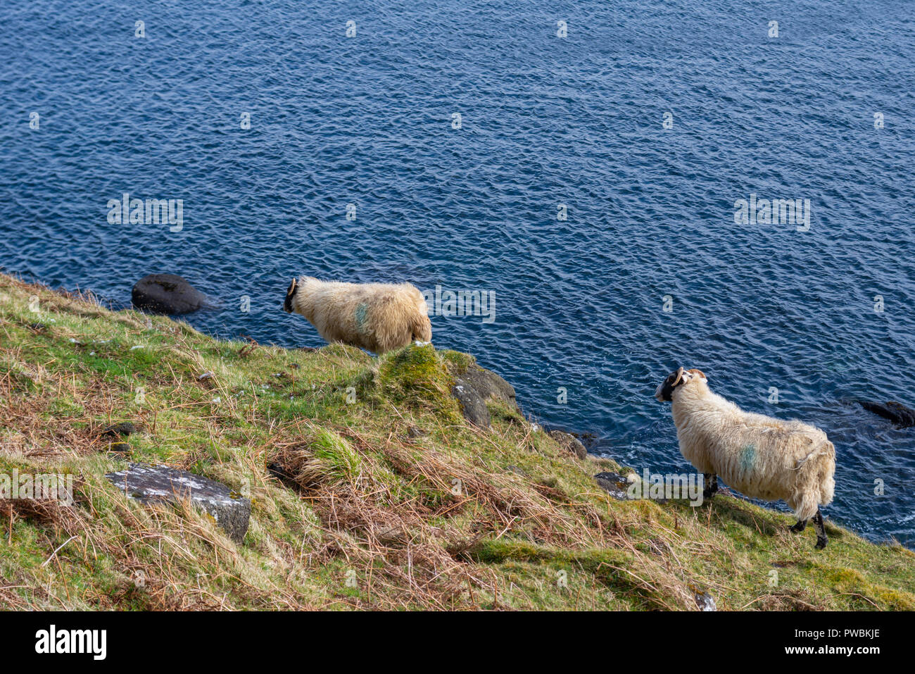 Moutons dans une falaise près de Lealt Falls, Isle of Skye, Scotland, UK Banque D'Images