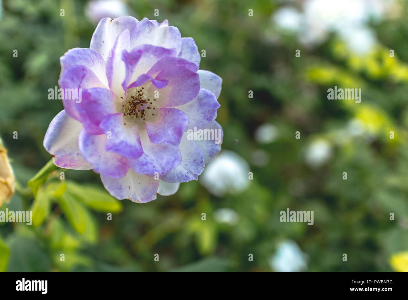 Simple una flor Banque D'Images