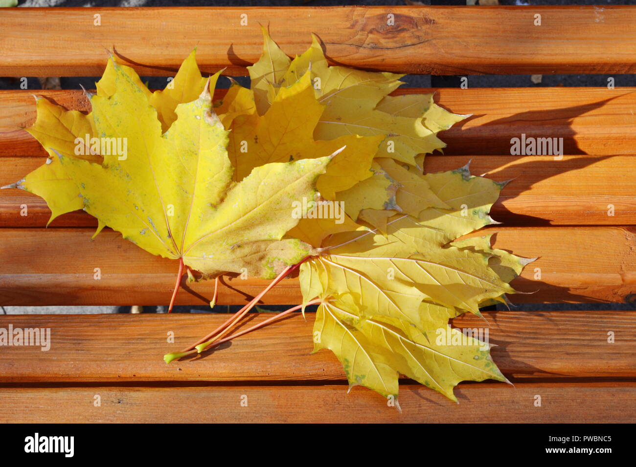 Jaune feuilles d'érable sur un banc dans le parc Banque D'Images