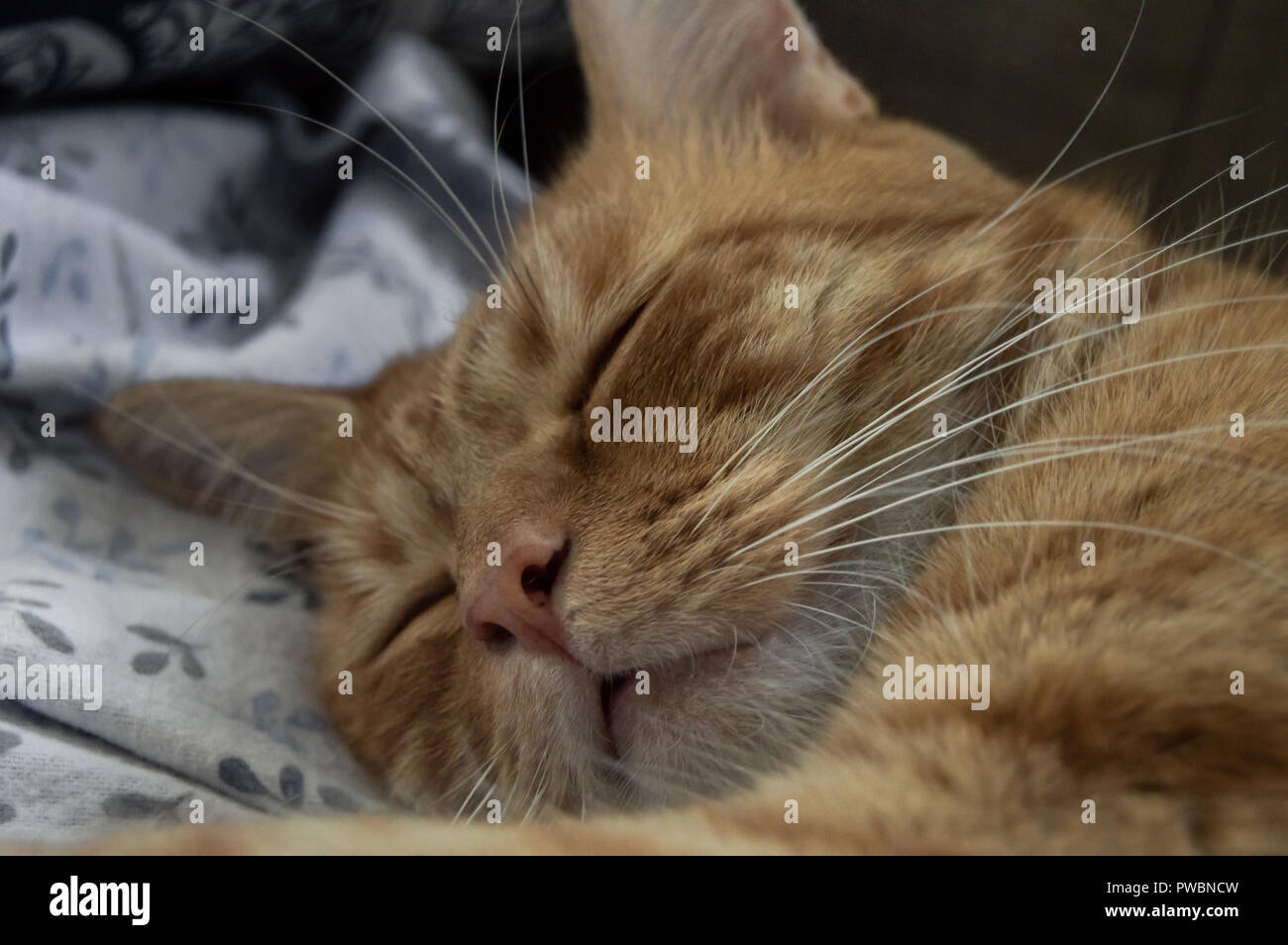 Portrait d'un beau chat roux dormir paisiblement. Chat tigré se reposer entre les feuilles avec effet de flou. Banque D'Images