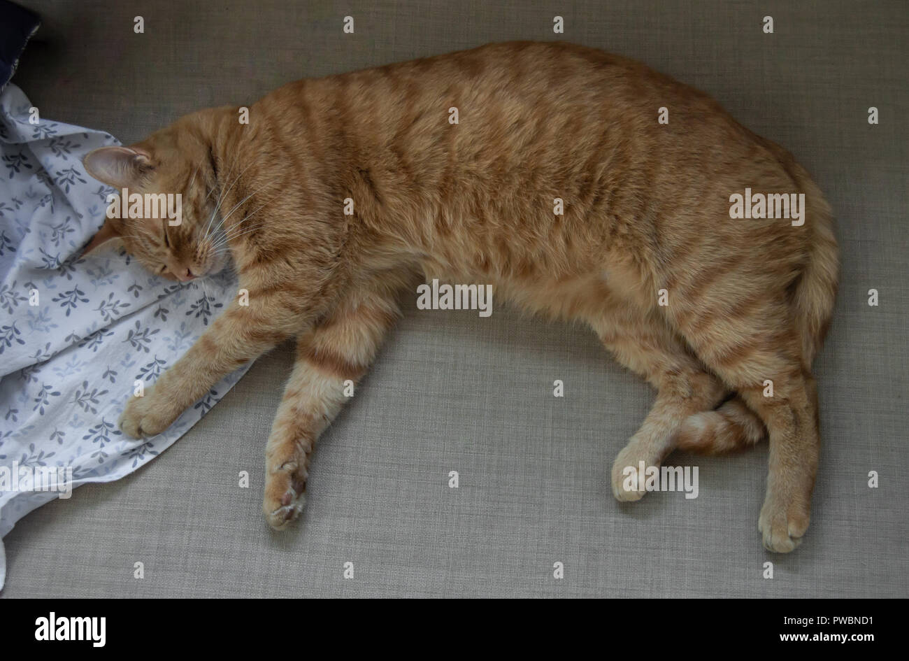 Beau chat roux dormir paisiblement. Gros chat tigré se reposant dans un canapé pendant la journée. Banque D'Images
