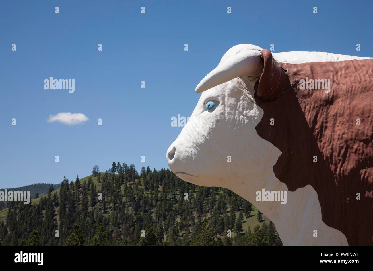 Statue de vache Hereford géant, Conoco, carrefour des routes de l'État de Montana, 83 et 200, MT Banque D'Images