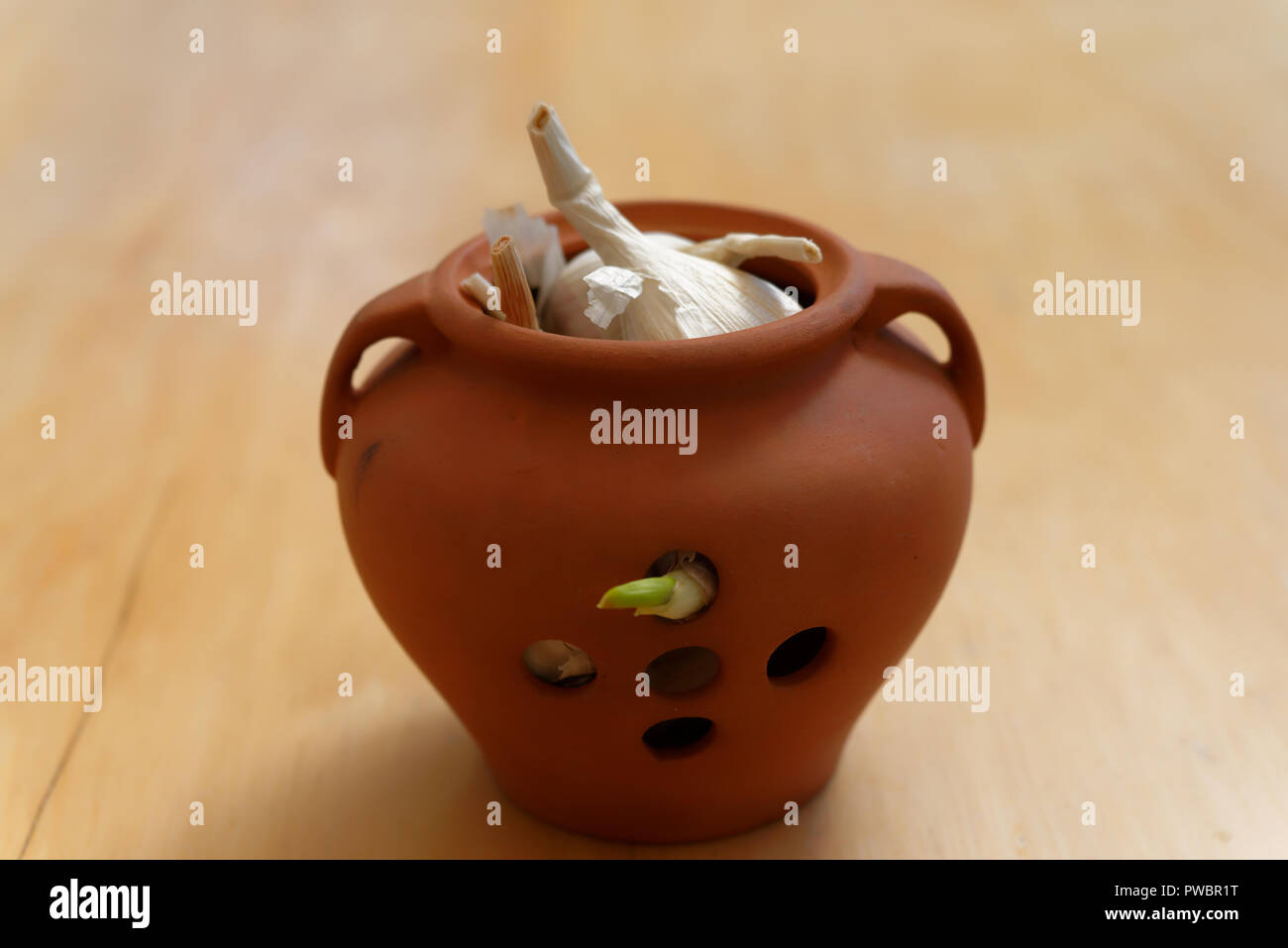 Un bulbe d'ail a commencé à la buse dans un pot Banque D'Images