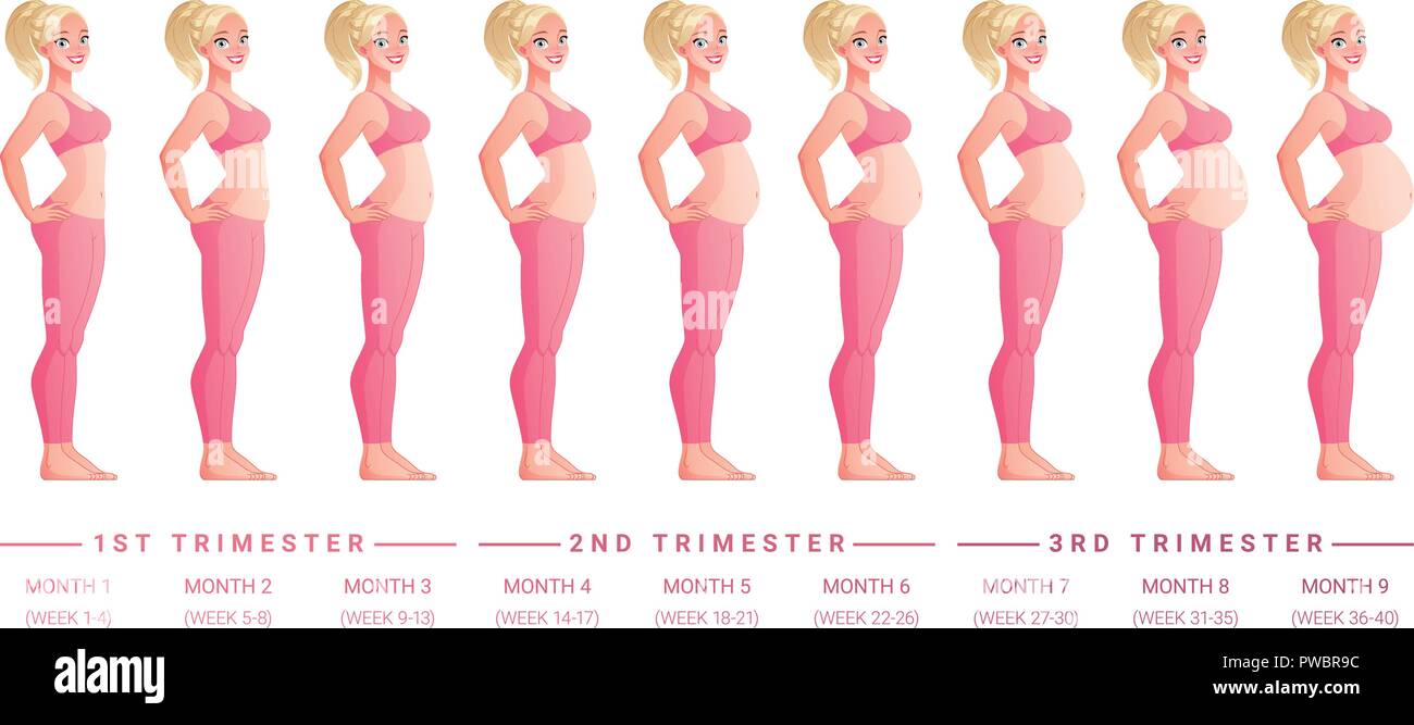 Étapes de la grossesse mois par mois. Vector illustration isolé Image  Vectorielle Stock - Alamy