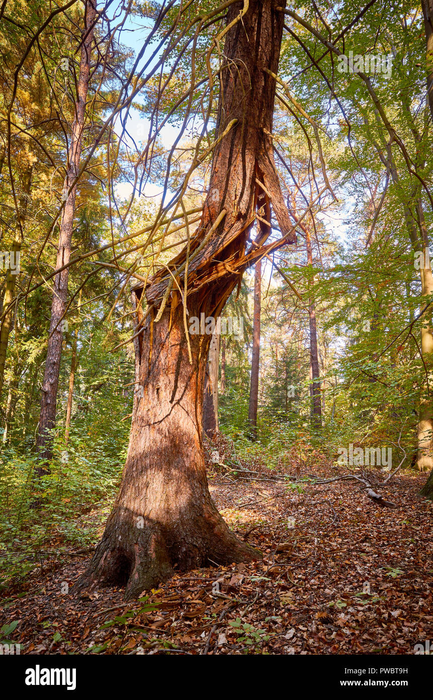 Arbre brisé dans une forêt d'automne au lever du soleil. Banque D'Images