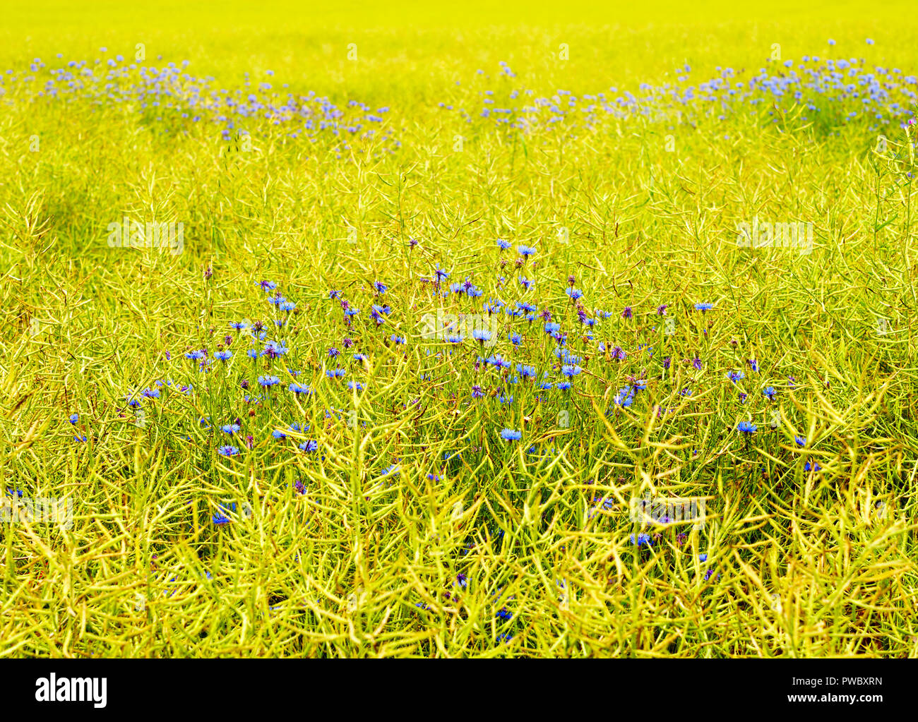 Bleuet, Centaurea cyanus, poussant dans un champ cultivé, Haute-Marne, France, Europe Banque D'Images