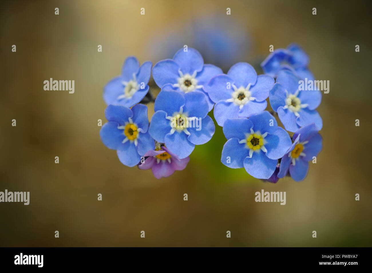Macro photo de fleur bleue, Forget-Me-Not Banque D'Images