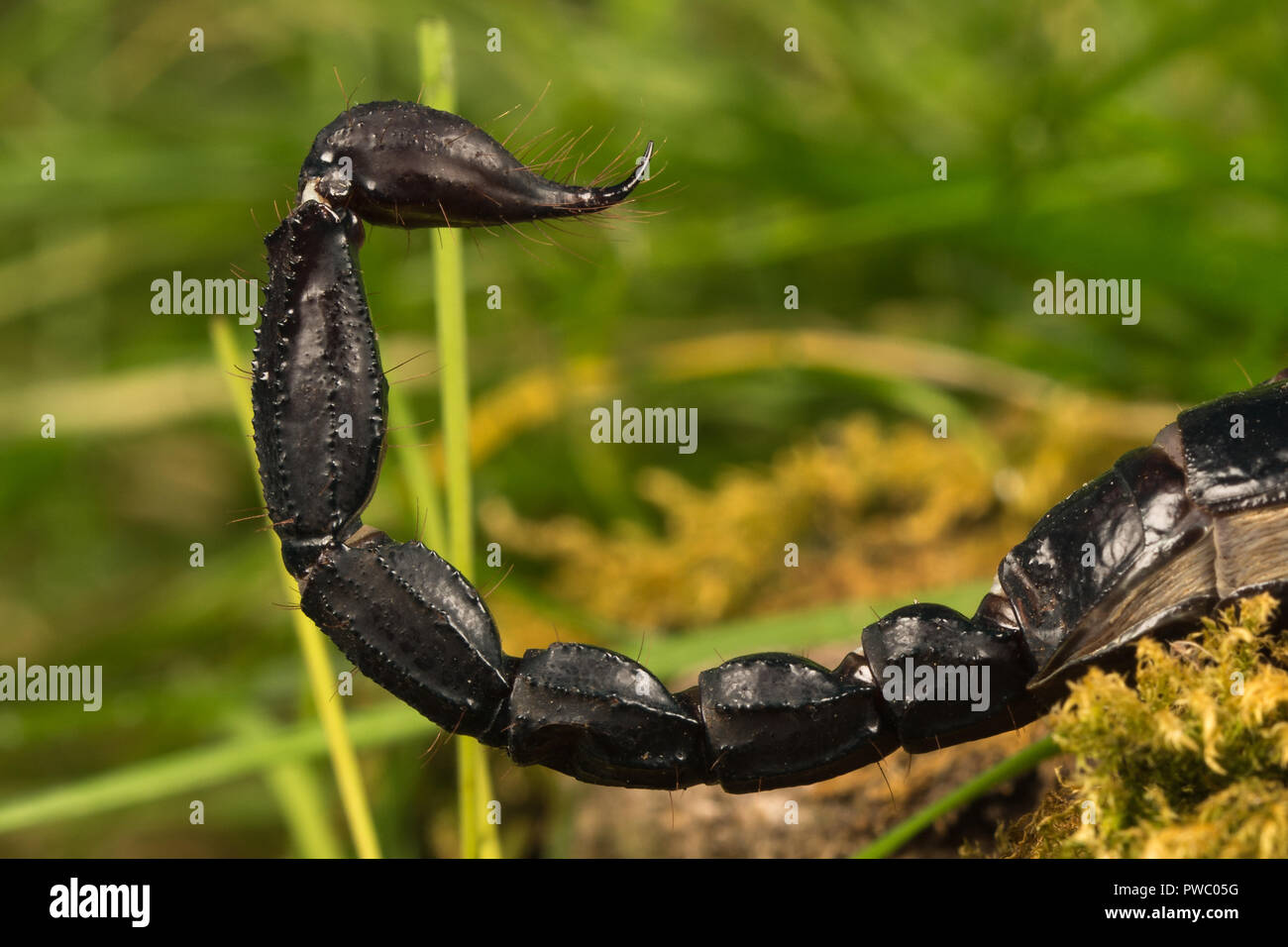 Scorpion Pandinus imperator (empereur), une espèce de scorpion originaire d'Afrique de l'Ouest - gros plan de la queue courbée avec un aiguillon venimeux Banque D'Images