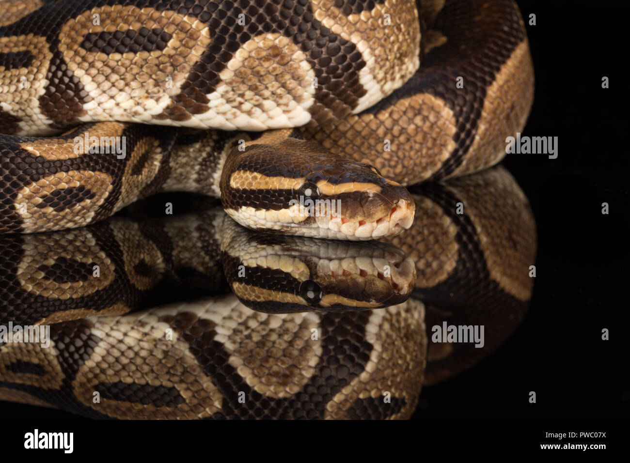 Python royal, également appelé la balle python (Python regius), une espèce de serpent reptile africain Banque D'Images