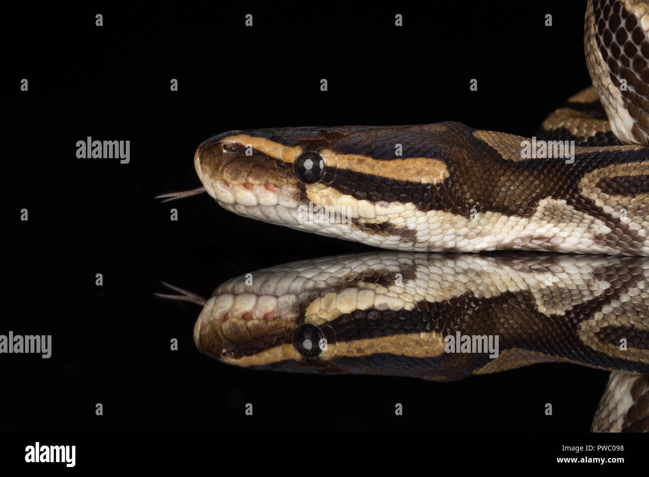 Python royal, également appelé la balle python (Python regius), une espèce de serpent reptile africain Banque D'Images