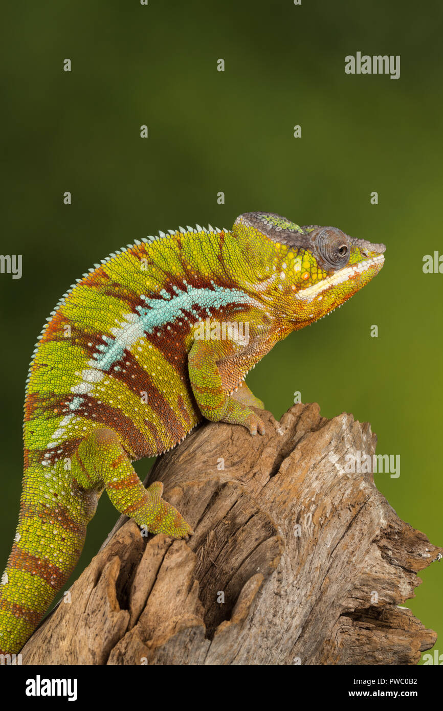 Caméléon panthère (Furcifer pardalis), un reptile colorés de Madagascar Banque D'Images