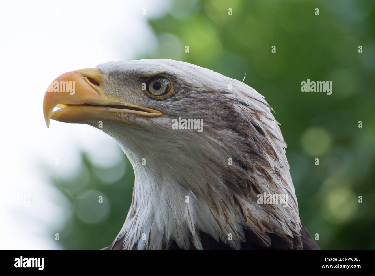 Close-up d'un pygargue à tête blanche (Haliaeetus leucocephalus), un oiseau de proie de l'Amérique du Nord ou raptor Banque D'Images