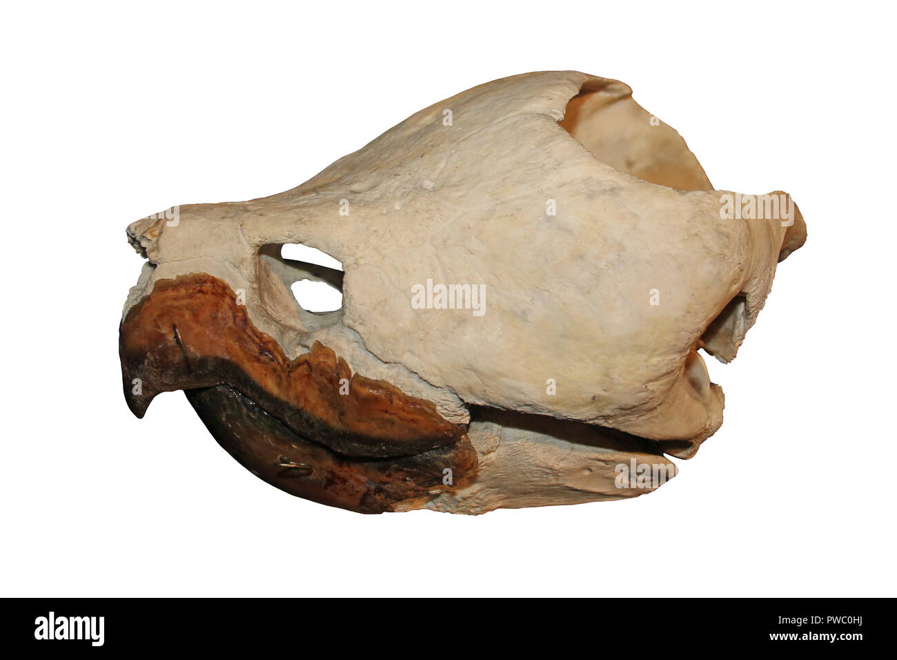 Tortue Alligator (Macrochelys temminckii) Crâne Banque D'Images