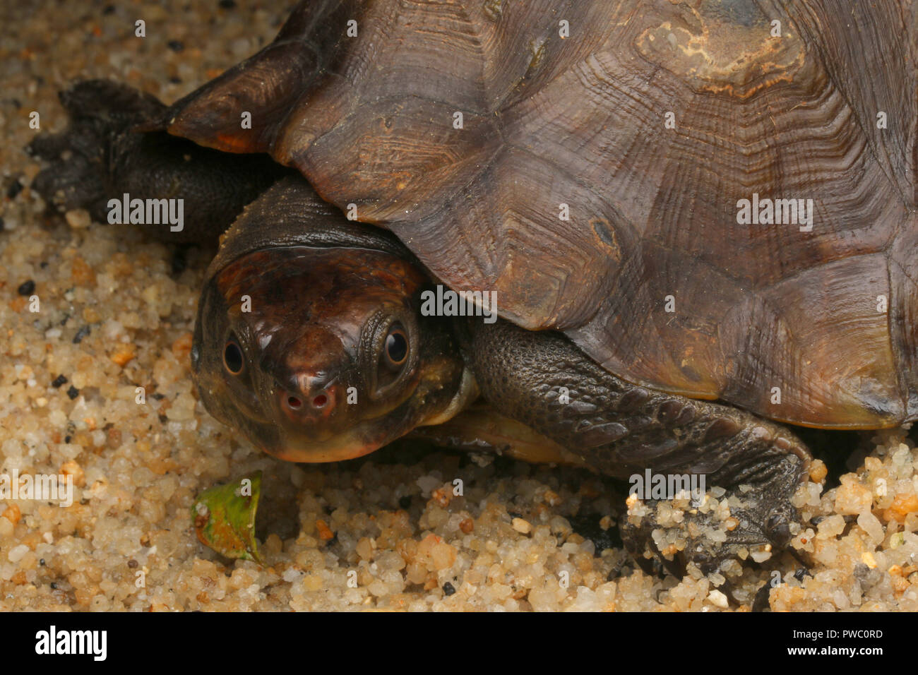 Flat-Shelled malais (tortue Notochelys platynota) Banque D'Images