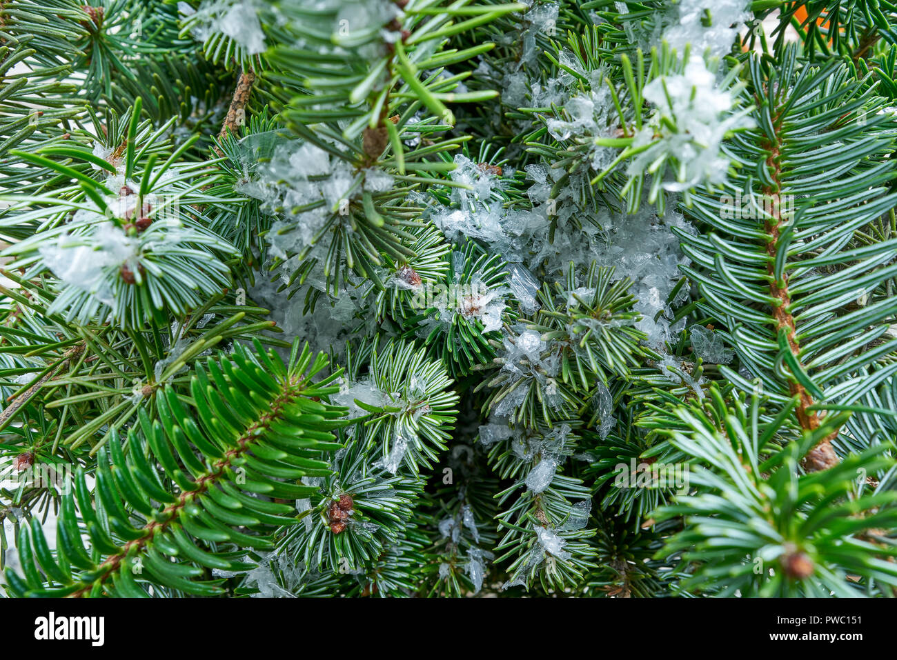 Du vrai sapin de Noël macro feuilles close up avec de la neige Banque D'Images