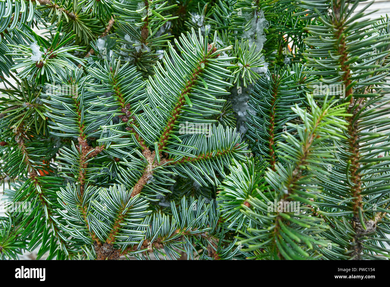 Du vrai sapin de Noël macro feuilles close up detail Banque D'Images