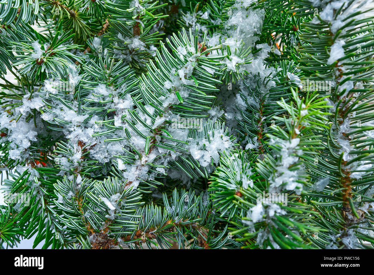 Du vrai sapin de Noël macro feuilles close up avec de la neige Banque D'Images