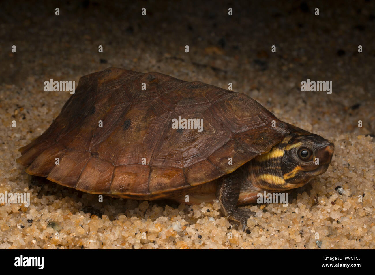 Flat-Shelled malais (tortue Notochelys platynota) Banque D'Images