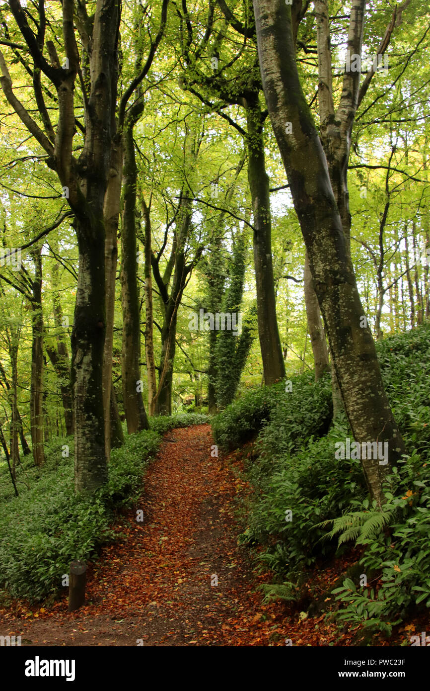 Sentier à travers forêt Banque D'Images