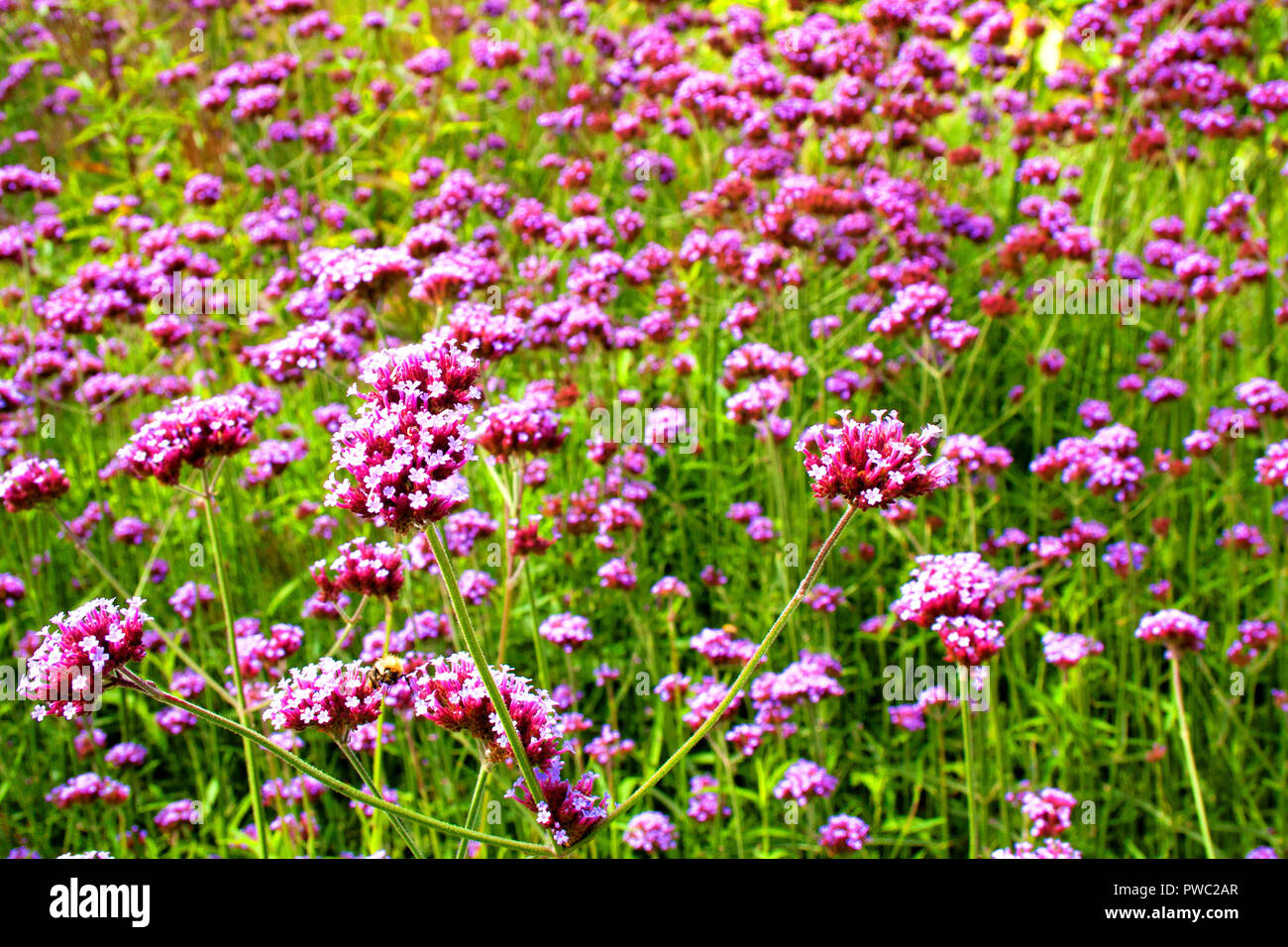 Verveine (Verbena Bonariensis argentin) Banque D'Images