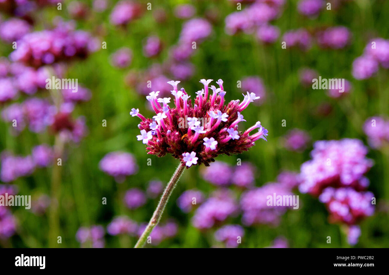 Verveine (Verbena Bonariensis argentin) Banque D'Images