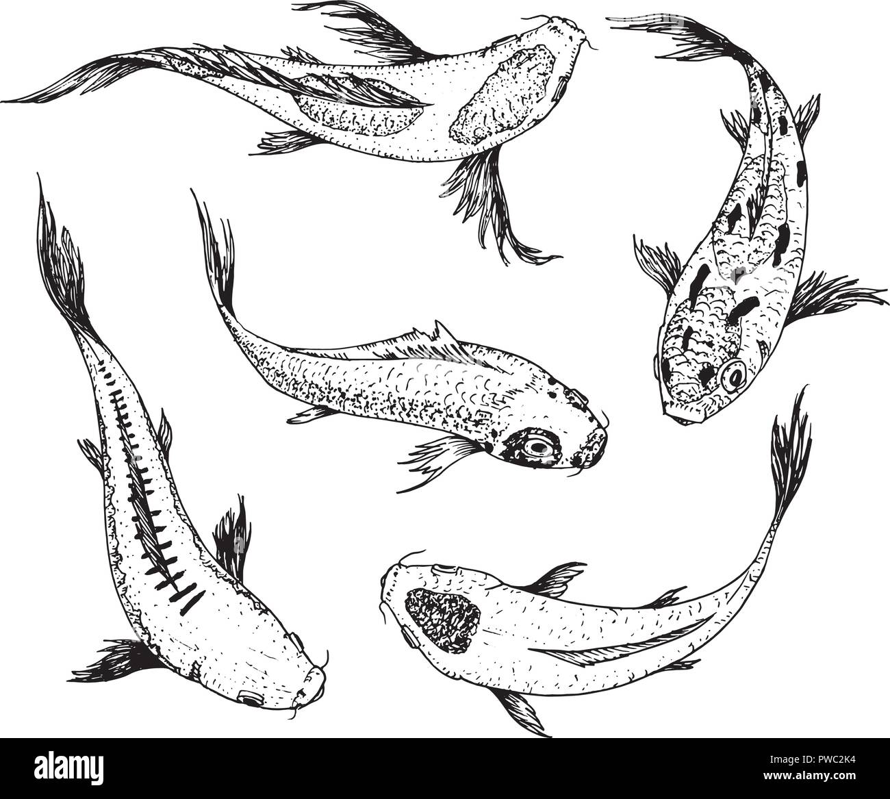 Ensemble de carpes Koi, poissons japonais coréen. les animaux. Gravé à la main line art Vintage tattoo croquis monochrome pour l'étiquette. Illustration de Vecteur