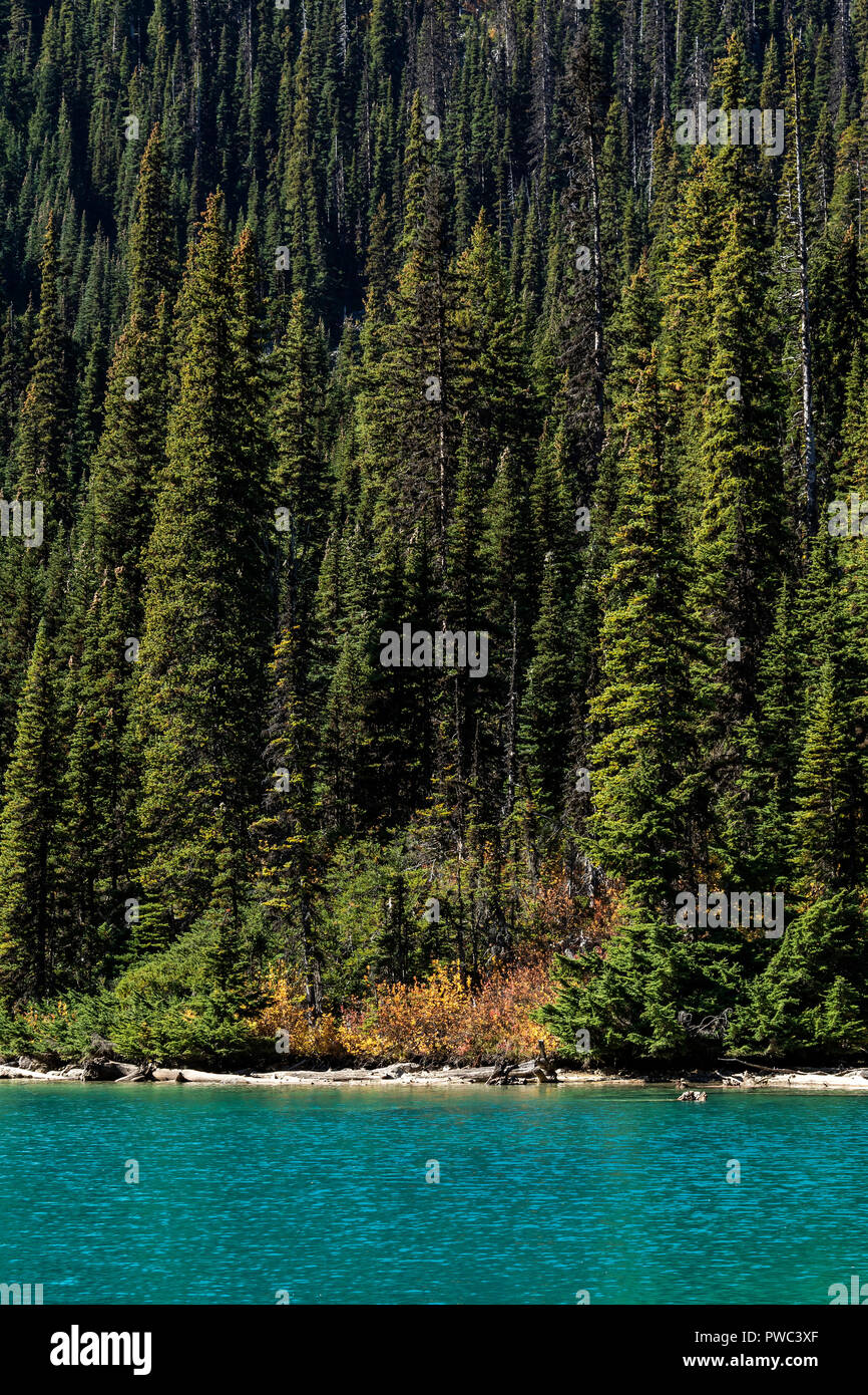 Détail à Middle Lake à joffre parc provincial British Columbia canada Banque D'Images