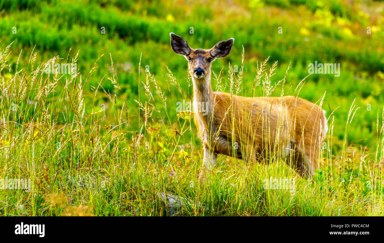 Le Cerf noir sur Tod Mountain au village alpin de Sun Peaks dans la Shuswap Highlands of British Columbia, Canada Banque D'Images